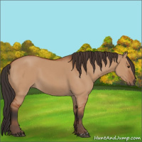 Horse Color:Bay Dun