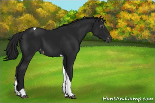 Horse Color:Gray Black Tobiano Appaloosa 