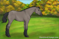 Horse Color:Grullo Rabicano 