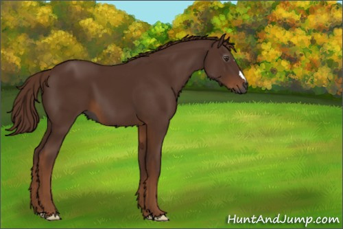 Horse Color:Gray Chestnut 
