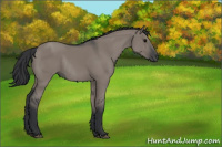 Horse Color:Grullo Rabicano