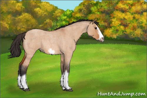 Horse Color:Bay Roan Dun Splash Frame Rabicano 