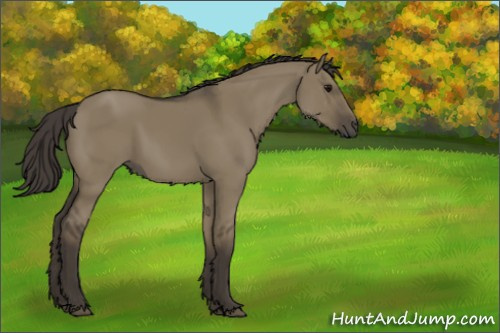 Horse Color:Smoky Grullo Rabicano 