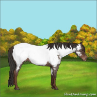 Horse Color:Liver Red Roan Sabino Near Fewspot 