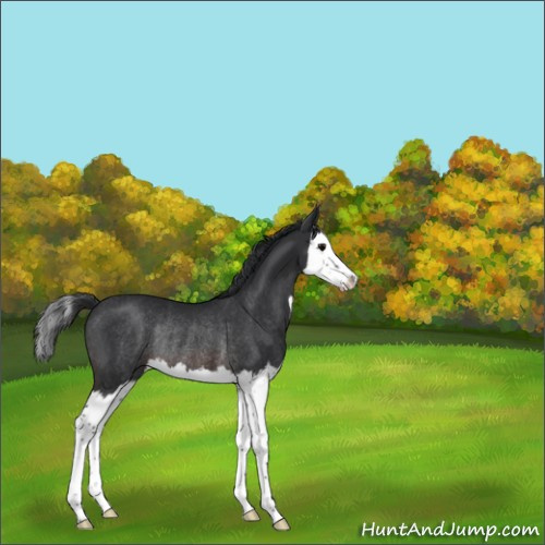 Horse Color:Brown Splash Rabicano