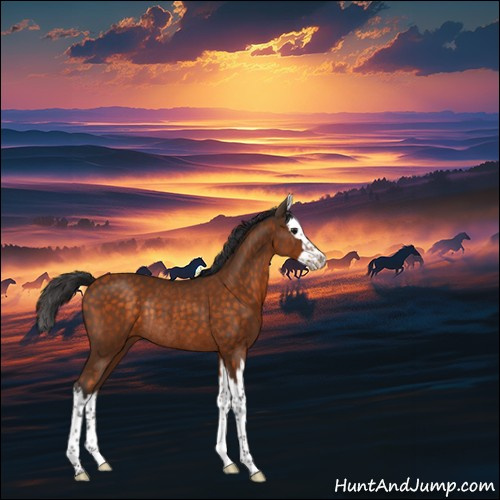 Horse Color:Buckskin Splash Rabicano 