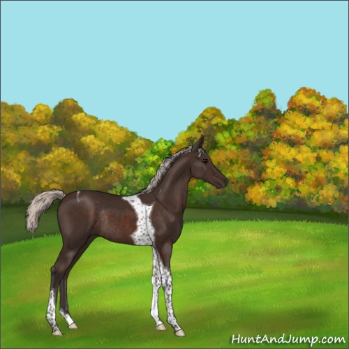 Horse Color:Silver Brown Tobiano Rabicano