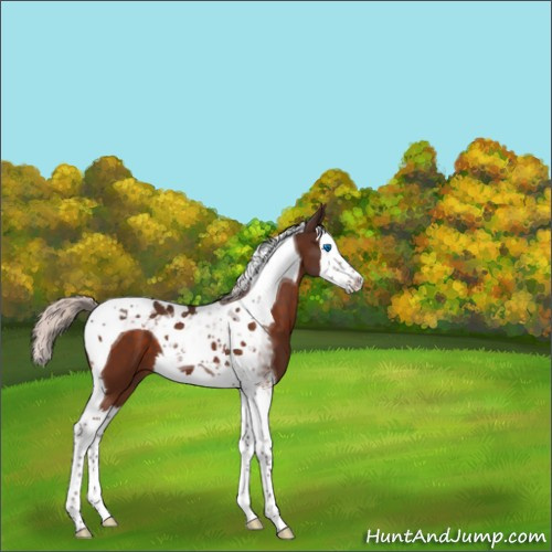 Horse Color:Silver Brown Splash Tobiano 