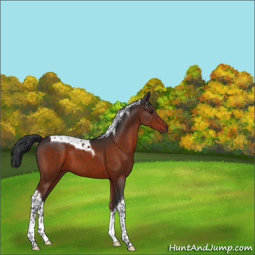 Horse Color:Brown Tobiano 