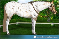Horse Color:Buckskin Tobiano Near Leopard 