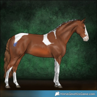 Horse Color:Chestnut Splash Tobiano 