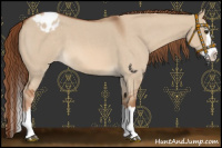 Horse Color:Red Dun Roan Splash Appaloosa
