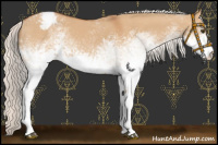 Horse Color:White Spotted Silver Bay Dun Appaloosa 