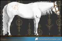 Horse Color:White Spotted Silver Bay Dun Appaloosa 