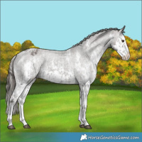 Horse Color:Liver Chestnut Sabino Splash Appaloosa  and Liver Chestnut Sabino Splash Appaloosa 
