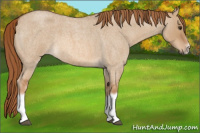 Horse Color:Red Dun Roan Splash Frame Rabicano