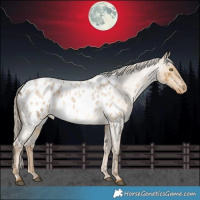 Horse Color:Chocolate Palomino Roan Dun Appaloosa