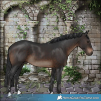 Horse Color:Brown 