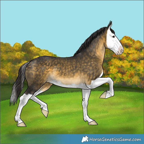 Horse Color:Buckskin Splash
