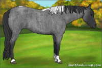 Horse Color:Blue Roan Tobiano
