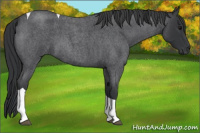 Horse Color:Blue Roan Tobiano 