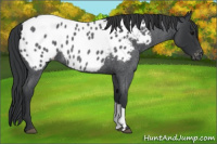 Horse Color:Blue Roan Appaloosa 
