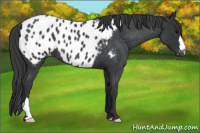 Horse Color:Blue Roan Appaloosa 