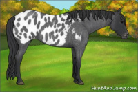 Horse Color:Blue Roan Appaloosa 
