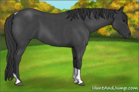 Horse Color:Blue Roan Tobiano