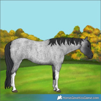 Horse Color:Blue Roan Tobiano