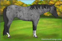 Horse Color:Blue Roan Tobiano 