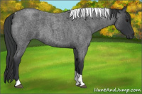 Horse Color:Blue Roan Tobiano 