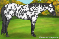 Horse Color:Blue Roan Near Leopard 