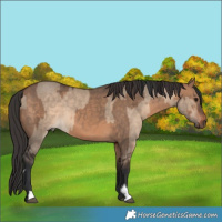 Horse Color:Bay Dun  and Bay Dun 