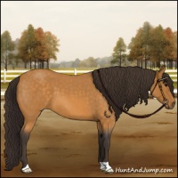 Horse Color:Buckskin Roan 