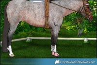 Horse Color:Brown Roan 