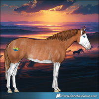 Horse Color:Chestnut Splash Rabicano 
