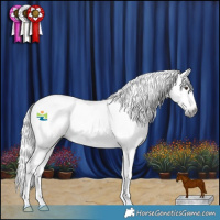 Horse Color:Gray Chestnut Splash