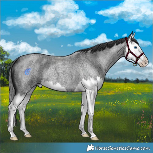 Horse Color:Blue Roan Splash 