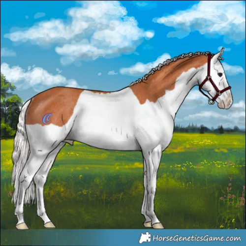 Horse Color:Silver Bay Splash Rabicano 