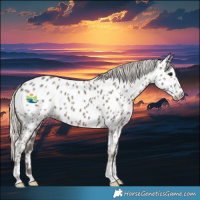 Horse Color:Silver Black Appaloosa 