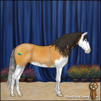 Horse Color:Buckskin Splash 