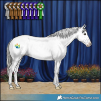 Horse Color:Liver Red Dun Mushroom Sabino Appaloosa 