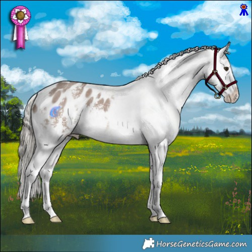 Horse Color:Liver Red Dun Mushroom Sabino Appaloosa 