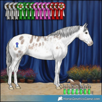 Horse Color:Liver Red Dun Mushroom Sabino Appaloosa 