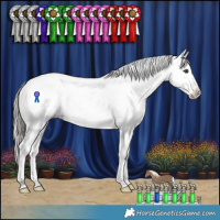 Horse Color:Liver Red Dun Mushroom Sabino Appaloosa
