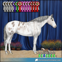 Horse Color:Liver Red Dun Mushroom Sabino Appaloosa 