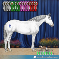 Horse Color:Liver Red Dun Mushroom Sabino Appaloosa