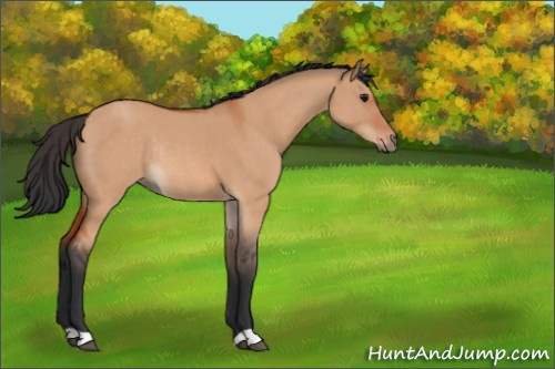 Horse Color:Bay Roan Dun Rabicano