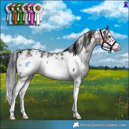 Horse Color:Liver Chestnut Sabino Frame 